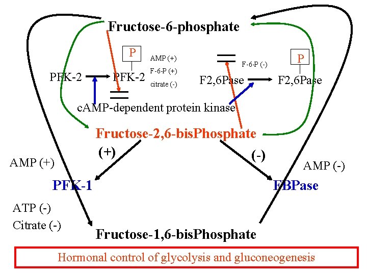 Fructose-6 -phosphate P PFK-2 AMP (+) F-6 -P (+) citrate (-) F-6 -P (-)