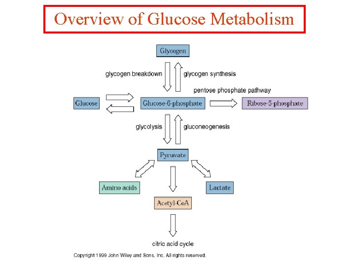Overview of Glucose Metabolism 