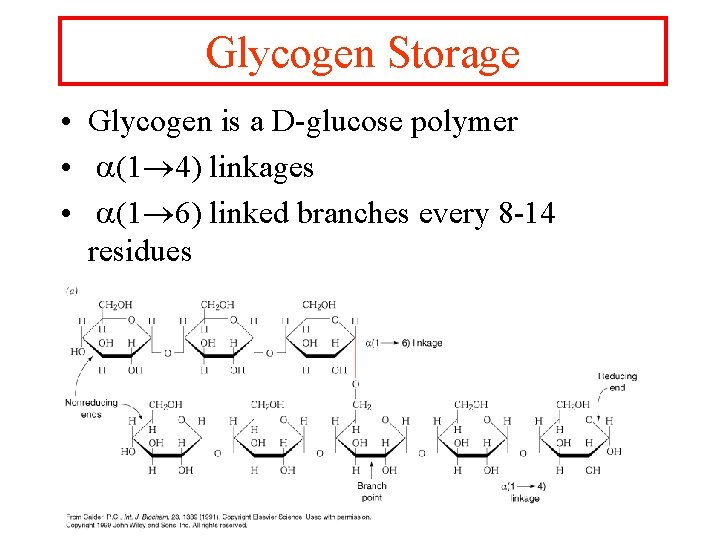 Glycogen Storage • Glycogen is a D-glucose polymer • a(1 4) linkages • a(1