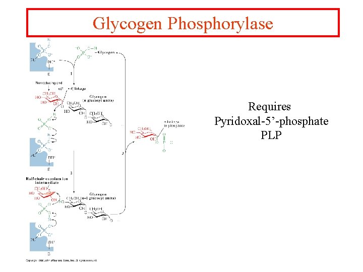 Glycogen Phosphorylase Requires Pyridoxal-5’-phosphate PLP 
