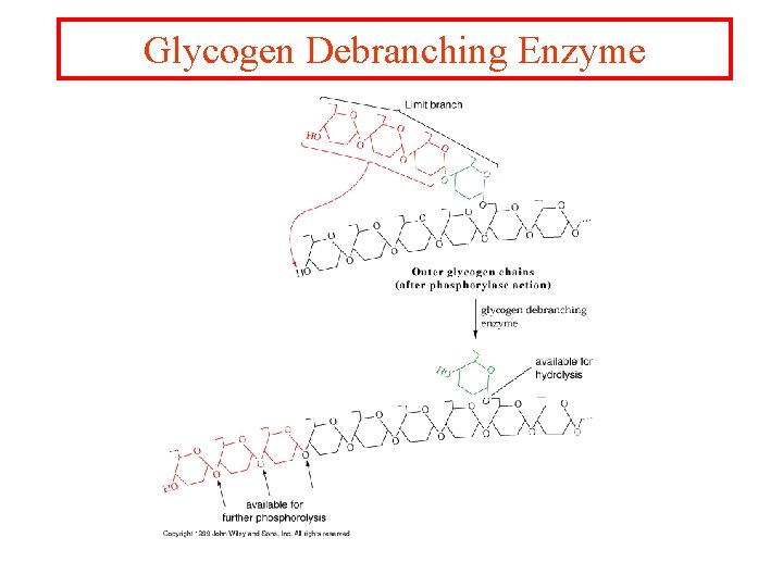 Glycogen Debranching Enzyme 