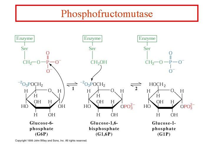 Phosphofructomutase 