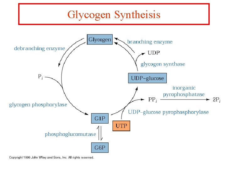 Glycogen Syntheisis 