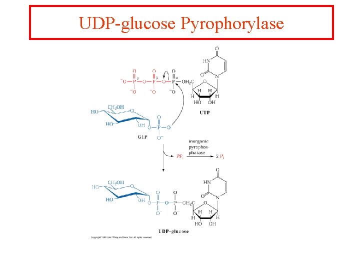 UDP-glucose Pyrophorylase 
