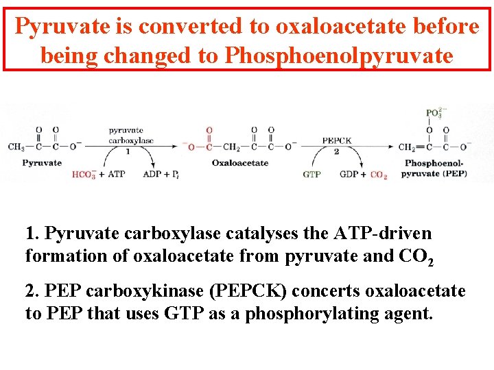 Pyruvate is converted to oxaloacetate before being changed to Phosphoenolpyruvate 1. Pyruvate carboxylase catalyses