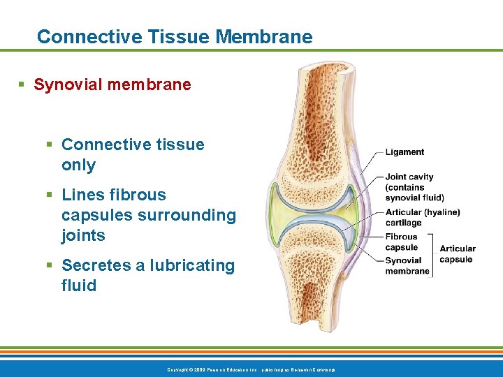 Connective Tissue Membrane § Synovial membrane § Connective tissue only § Lines fibrous capsules