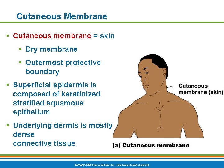 Cutaneous Membrane § Cutaneous membrane = skin § Dry membrane § Outermost protective boundary