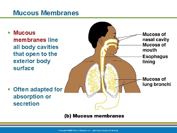 Mucous Membranes § Mucous membranes line all body cavities that open to the exterior