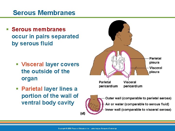 Serous Membranes § Serous membranes occur in pairs separated by serous fluid § Visceral