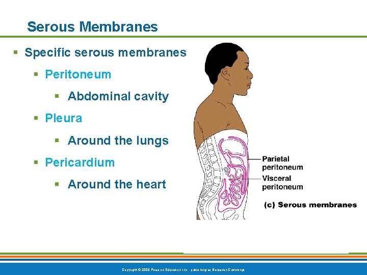 Serous Membranes § Specific serous membranes § Peritoneum § Abdominal cavity § Pleura §
