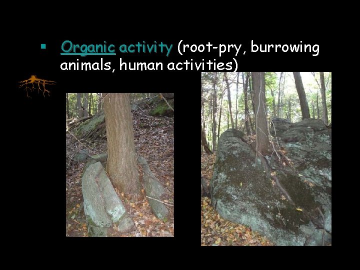 § Organic activity (root-pry, burrowing animals, human activities) 