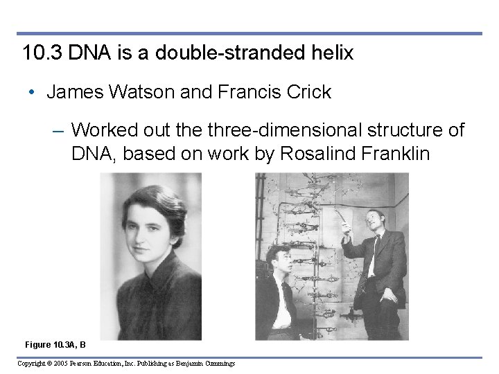 10. 3 DNA is a double-stranded helix • James Watson and Francis Crick –