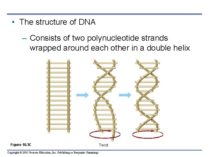  • The structure of DNA – Consists of two polynucleotide strands wrapped around