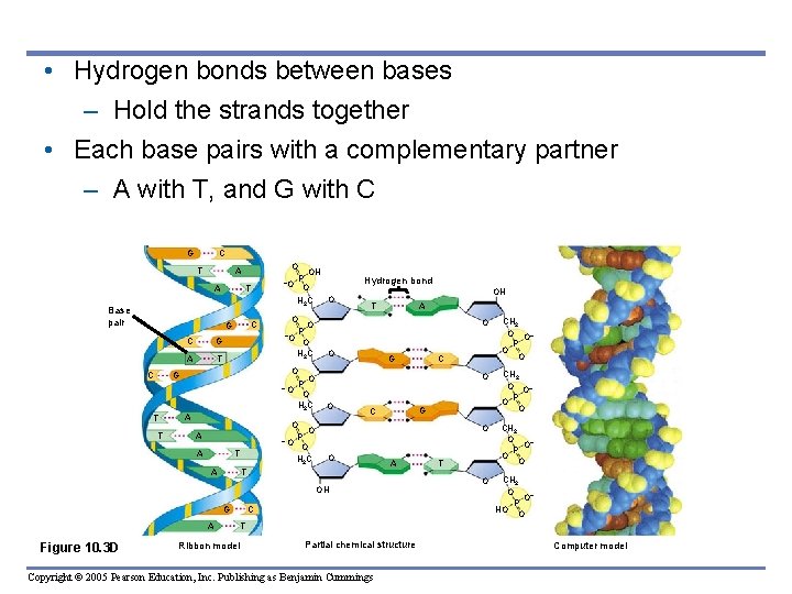  • Hydrogen bonds between bases – Hold the strands together • Each base