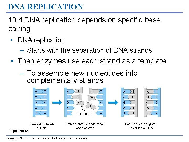 DNA REPLICATION 10. 4 DNA replication depends on specific base pairing • DNA replication