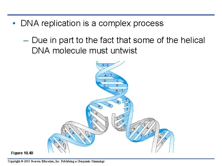  • DNA replication is a complex process – Due in part to the