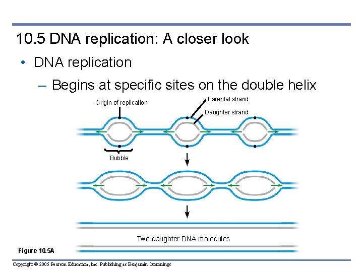 10. 5 DNA replication: A closer look • DNA replication – Begins at specific