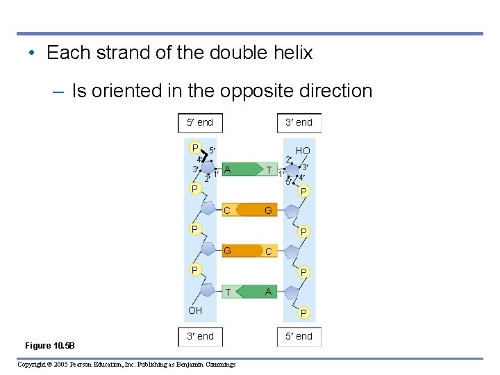  • Each strand of the double helix – Is oriented in the opposite