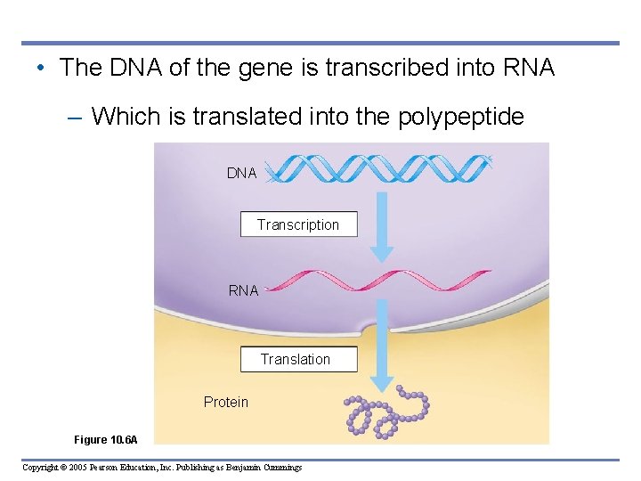  • The DNA of the gene is transcribed into RNA – Which is