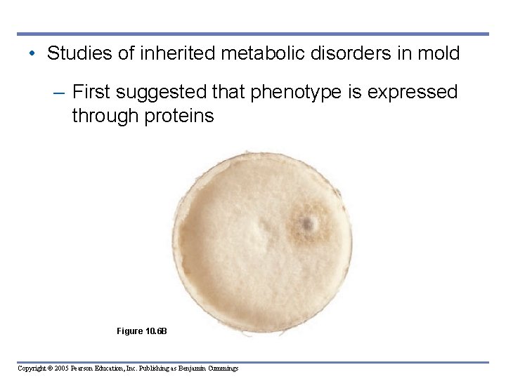  • Studies of inherited metabolic disorders in mold – First suggested that phenotype