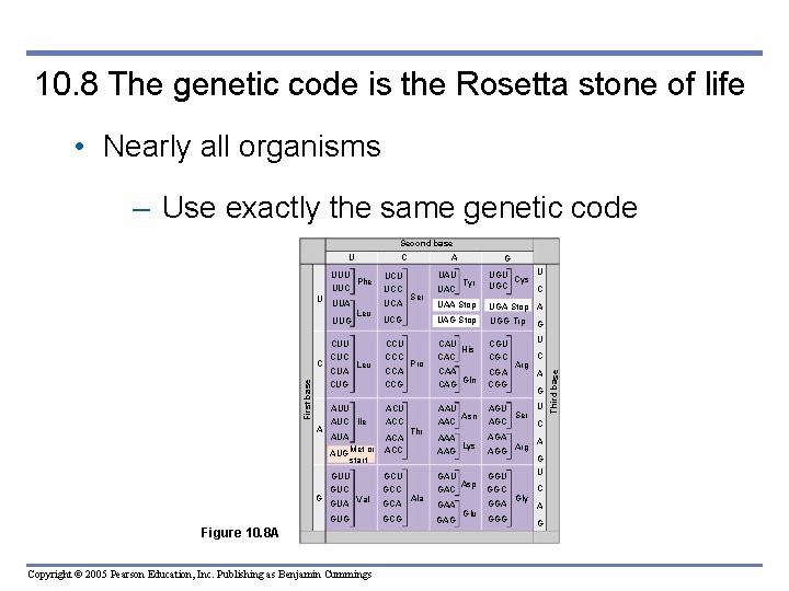 10. 8 The genetic code is the Rosetta stone of life • Nearly all