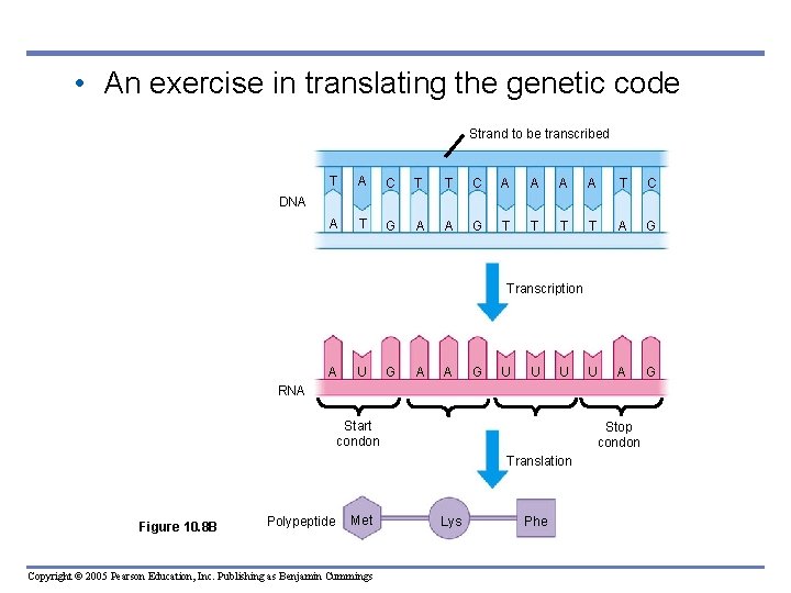  • An exercise in translating the genetic code Strand to be transcribed T