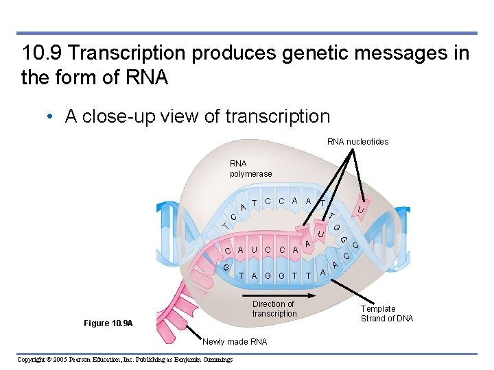 10. 9 Transcription produces genetic messages in the form of RNA • A close-up