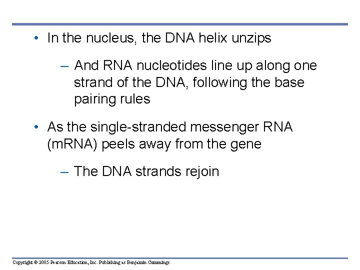  • In the nucleus, the DNA helix unzips – And RNA nucleotides line