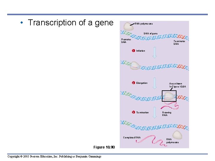  • Transcription of a gene RNA polymerase DNA of gene Promoter DNA Terminator
