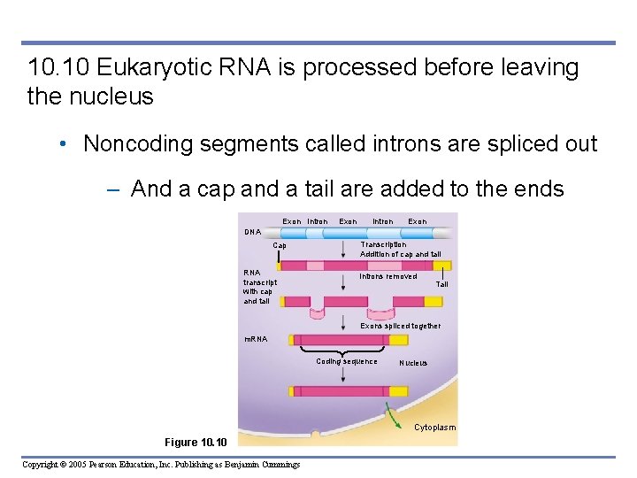 10. 10 Eukaryotic RNA is processed before leaving the nucleus • Noncoding segments called