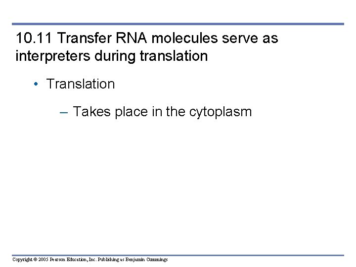 10. 11 Transfer RNA molecules serve as interpreters during translation • Translation – Takes