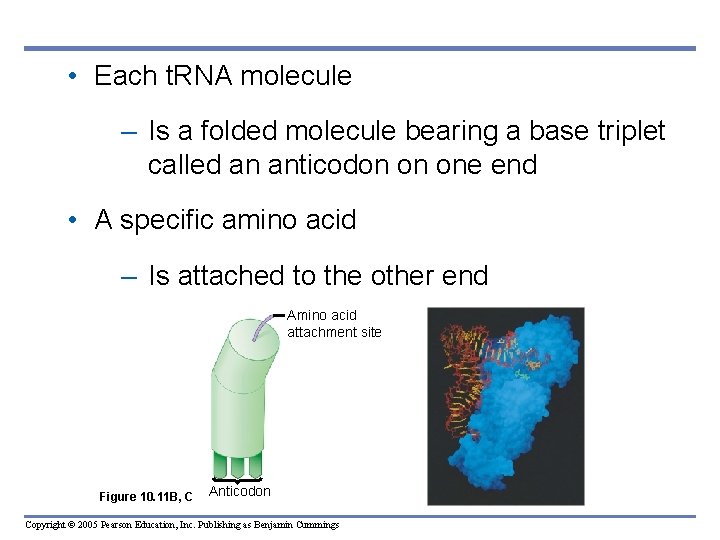  • Each t. RNA molecule – Is a folded molecule bearing a base