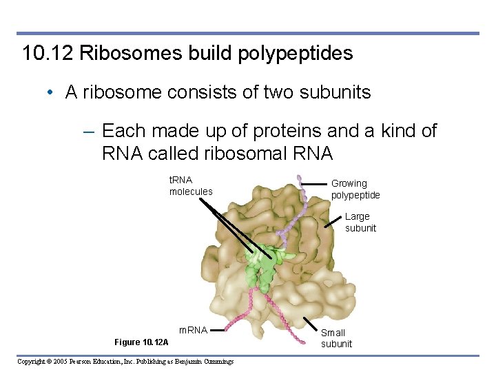 10. 12 Ribosomes build polypeptides • A ribosome consists of two subunits – Each