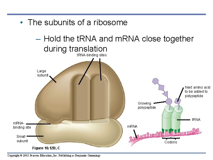  • The subunits of a ribosome – Hold the t. RNA and m.