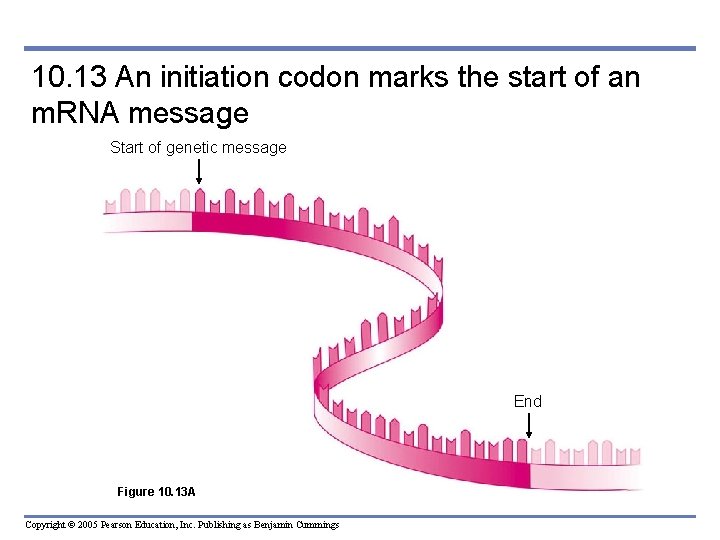 10. 13 An initiation codon marks the start of an m. RNA message Start