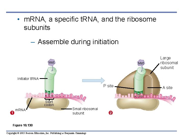  • m. RNA, a specific t. RNA, and the ribosome subunits – Assemble