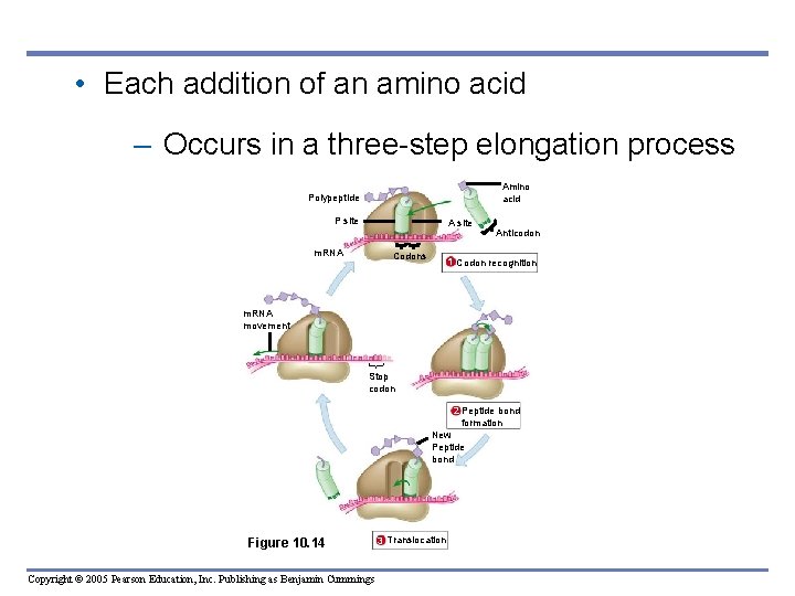  • Each addition of an amino acid – Occurs in a three-step elongation