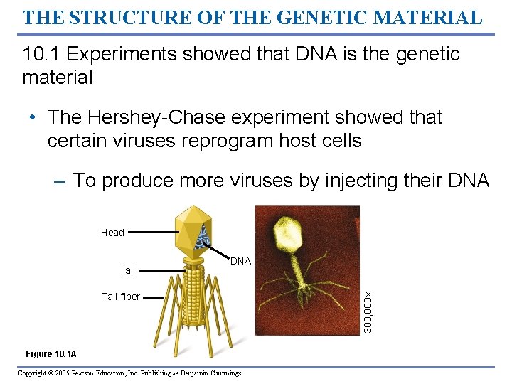 THE STRUCTURE OF THE GENETIC MATERIAL 10. 1 Experiments showed that DNA is the