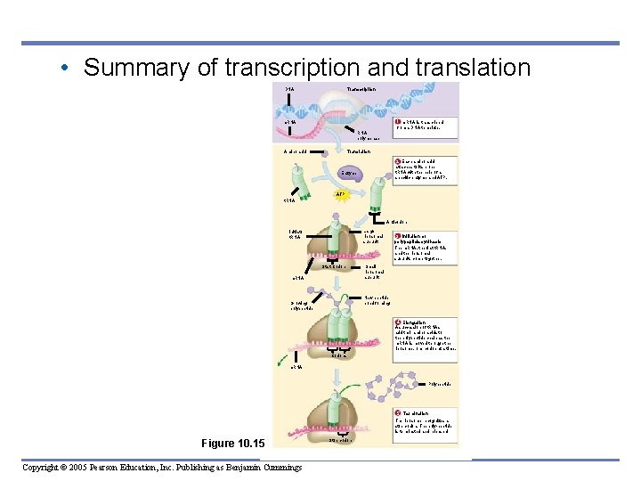  • Summary of transcription and translation DNA Transcription 1 m. RNA is transcribed