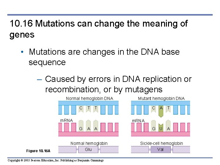 10. 16 Mutations can change the meaning of genes • Mutations are changes in