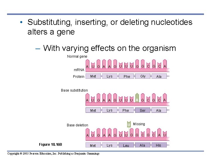  • Substituting, inserting, or deleting nucleotides alters a gene – With varying effects