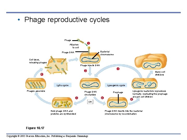  • Phage reproductive cycles Phage 1 Attaches to cell Bacterial chromosome Phage DNA