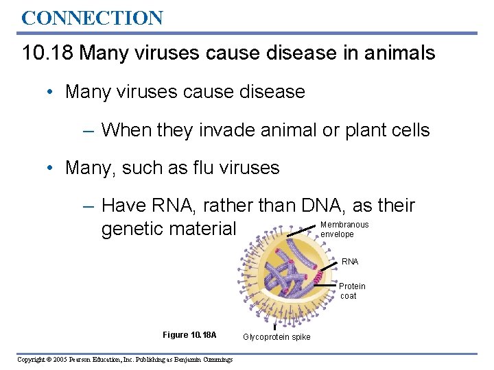 CONNECTION 10. 18 Many viruses cause disease in animals • Many viruses cause disease