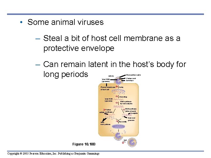  • Some animal viruses – Steal a bit of host cell membrane as