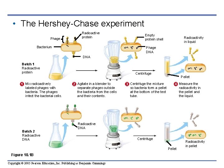  • The Hershey-Chase experiment Phage Radioactive protein Bacterium Empty protein shell Radioactivity in