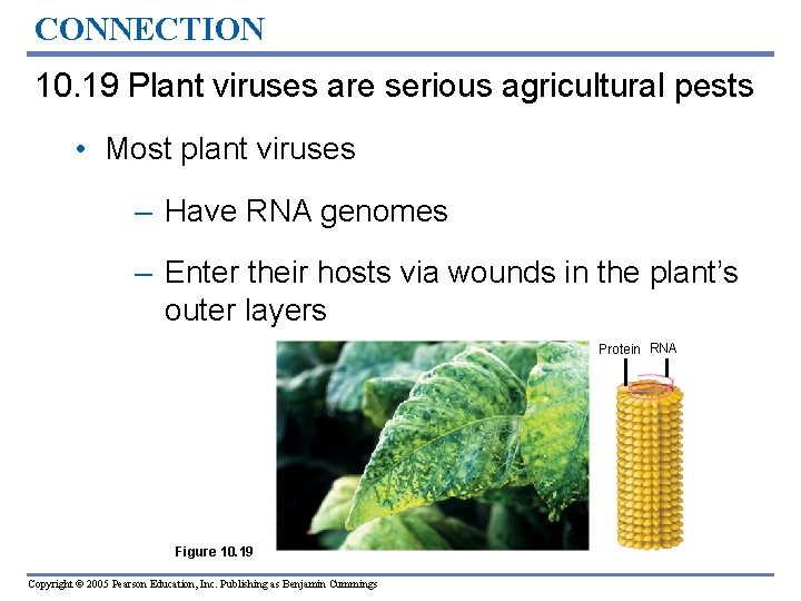 CONNECTION 10. 19 Plant viruses are serious agricultural pests • Most plant viruses –