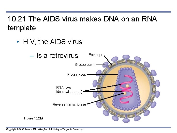 10. 21 The AIDS virus makes DNA on an RNA template • HIV, the