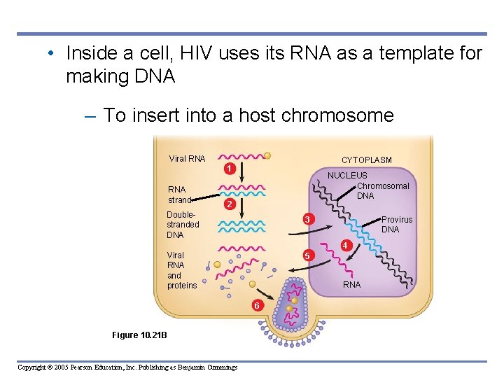  • Inside a cell, HIV uses its RNA as a template for making