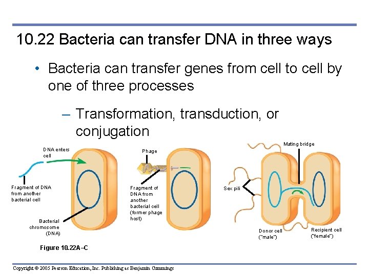10. 22 Bacteria can transfer DNA in three ways • Bacteria can transfer genes