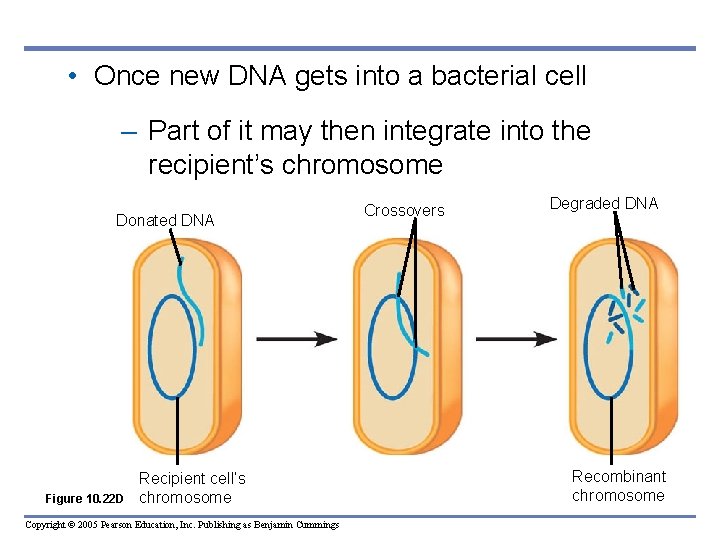  • Once new DNA gets into a bacterial cell – Part of it